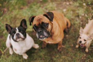 Pet Insurance Cost by Breed: What Dog and Cat Owners Pay